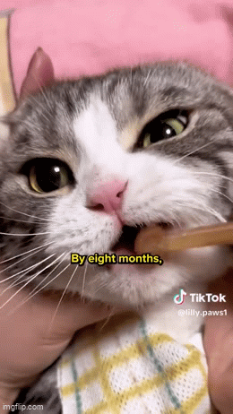 Pet Smile Dental Kit