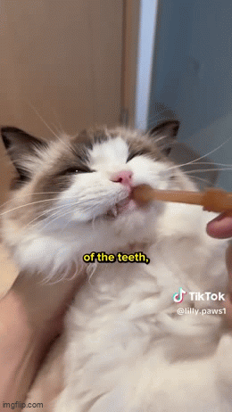 Pet Smile Dental Kit