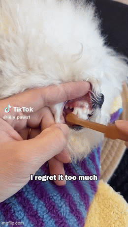 Pet Smile Dental Kit