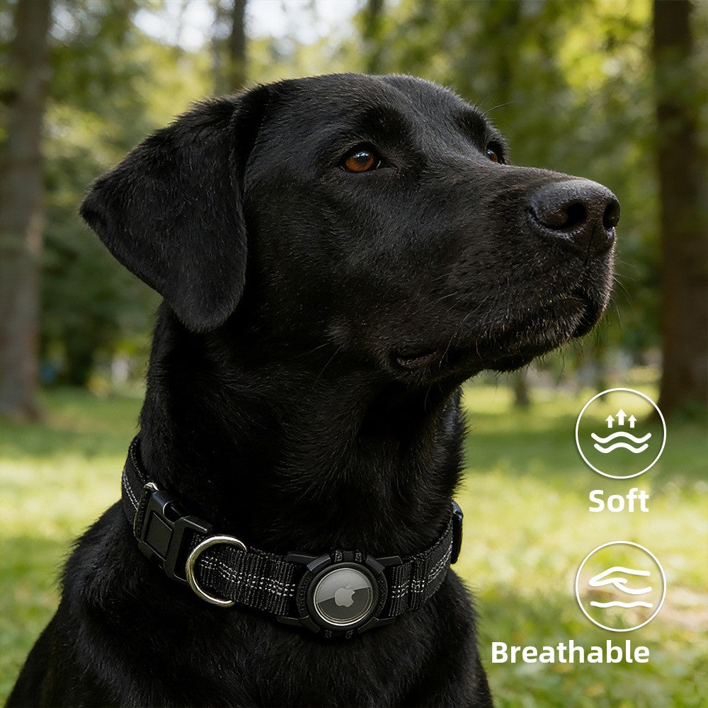 Lilly Paws™ Everyday Collar