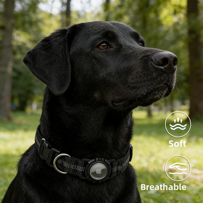 Lilly Paws™ Everyday Collar